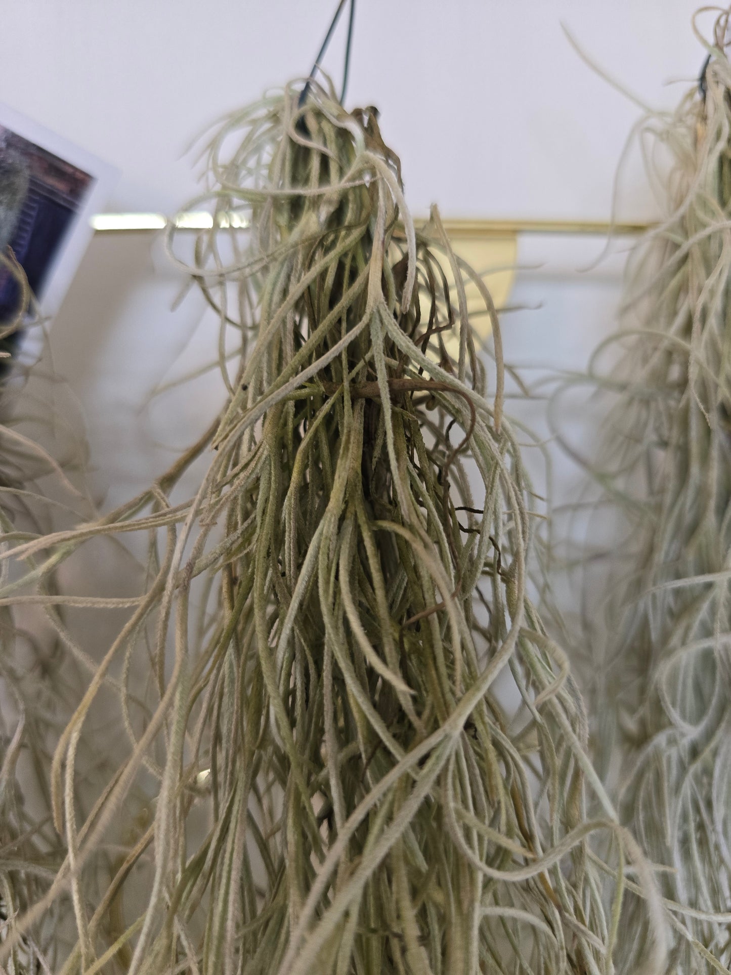 Tillandsia usneoides (Spanish Moss)