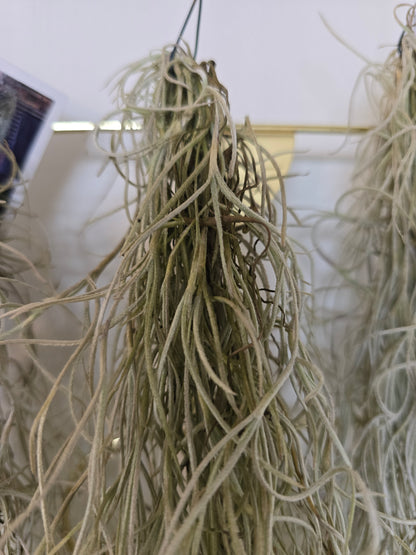 Tillandsia usneoides (Spanish Moss)