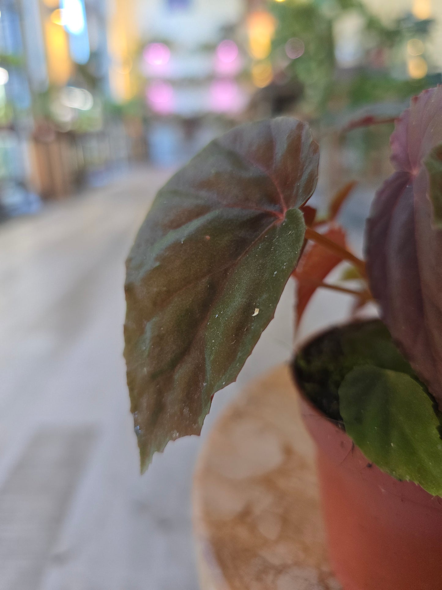 Begonia sp. Black Blood