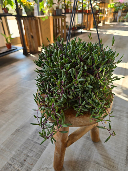 Senecio herreianus Purple Flush
