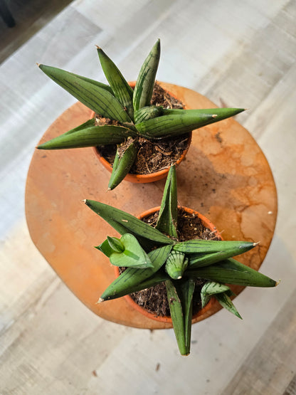 Sansevieria Rookie