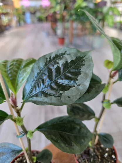 Elatostema vittatum