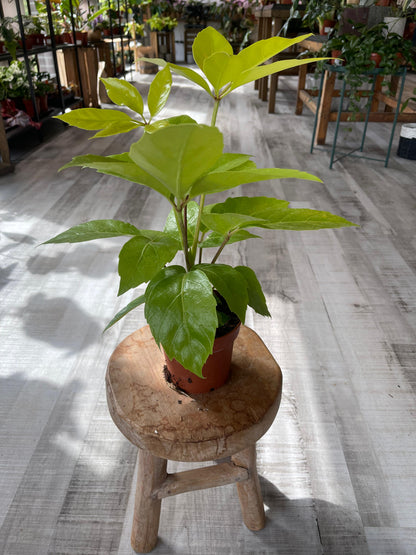 Schefflera Amate Gold