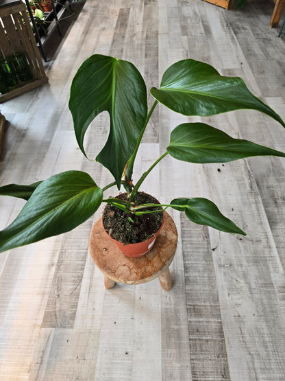 Monstera Burle Marx Flame