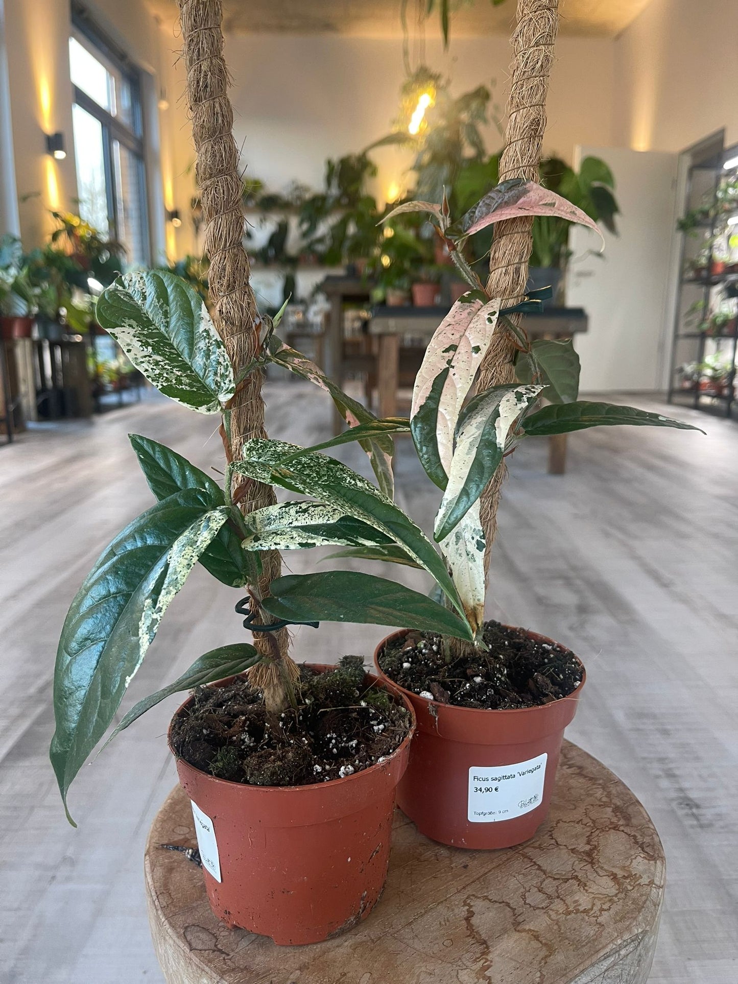 Ficus sagittata 'Variegata'
