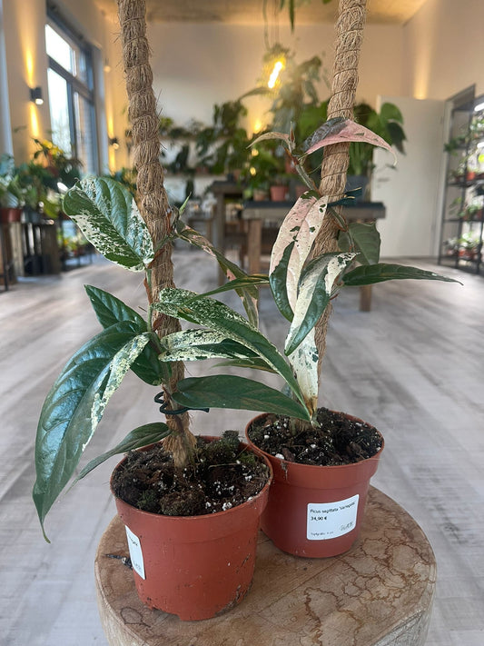 Ficus sagittata 'Variegata'
