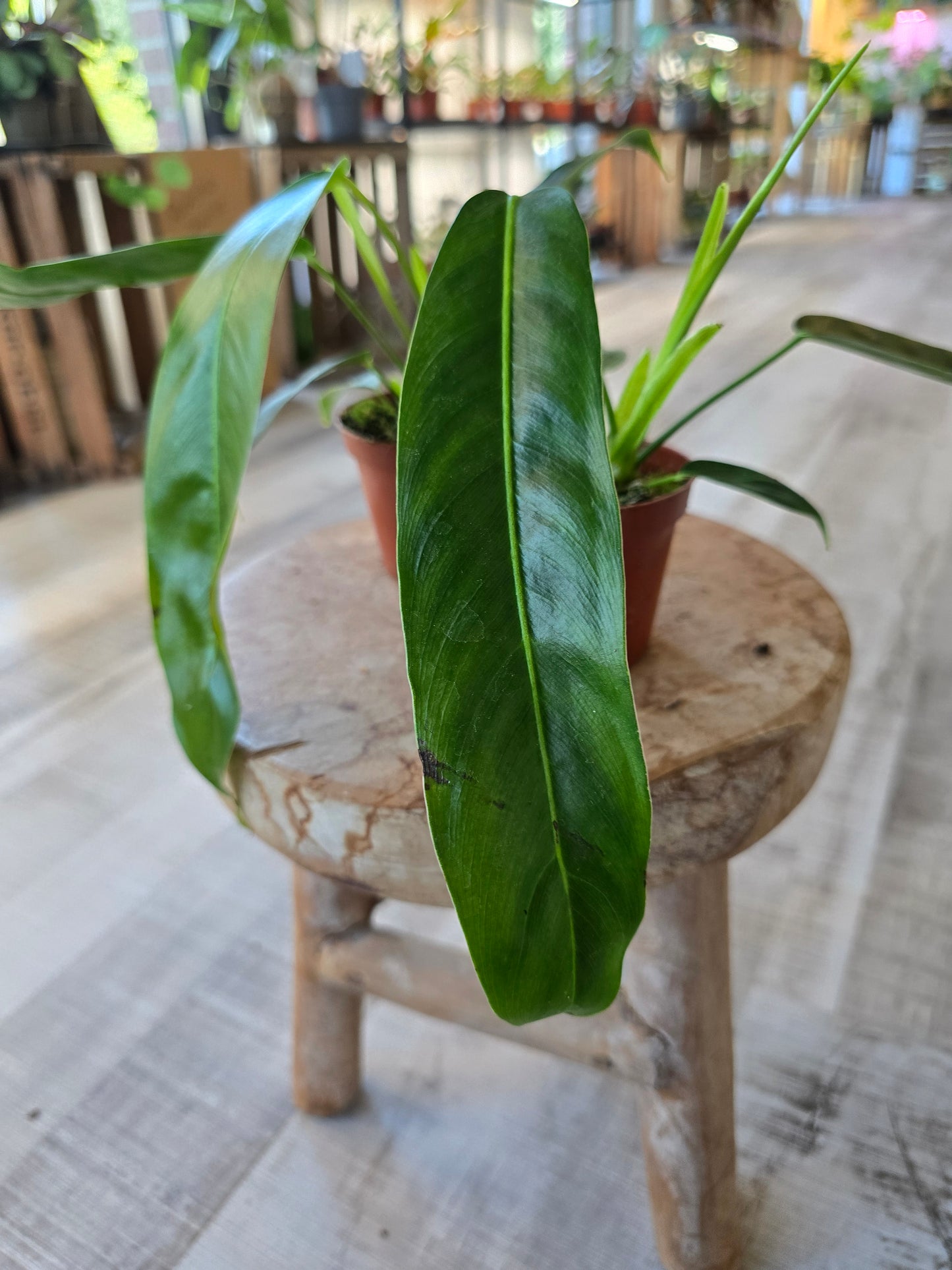 Philodendron patriciae