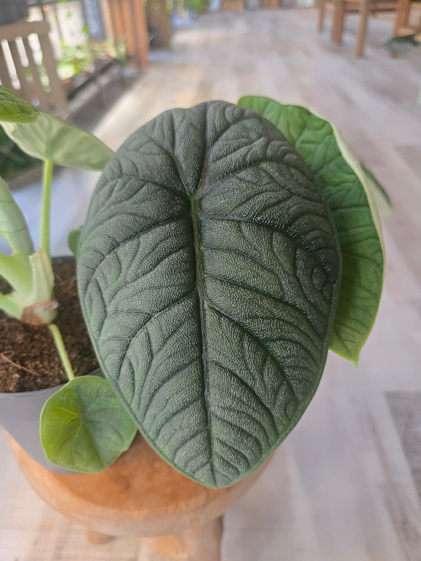 Alocasia melo
