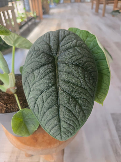 Alocasia melo