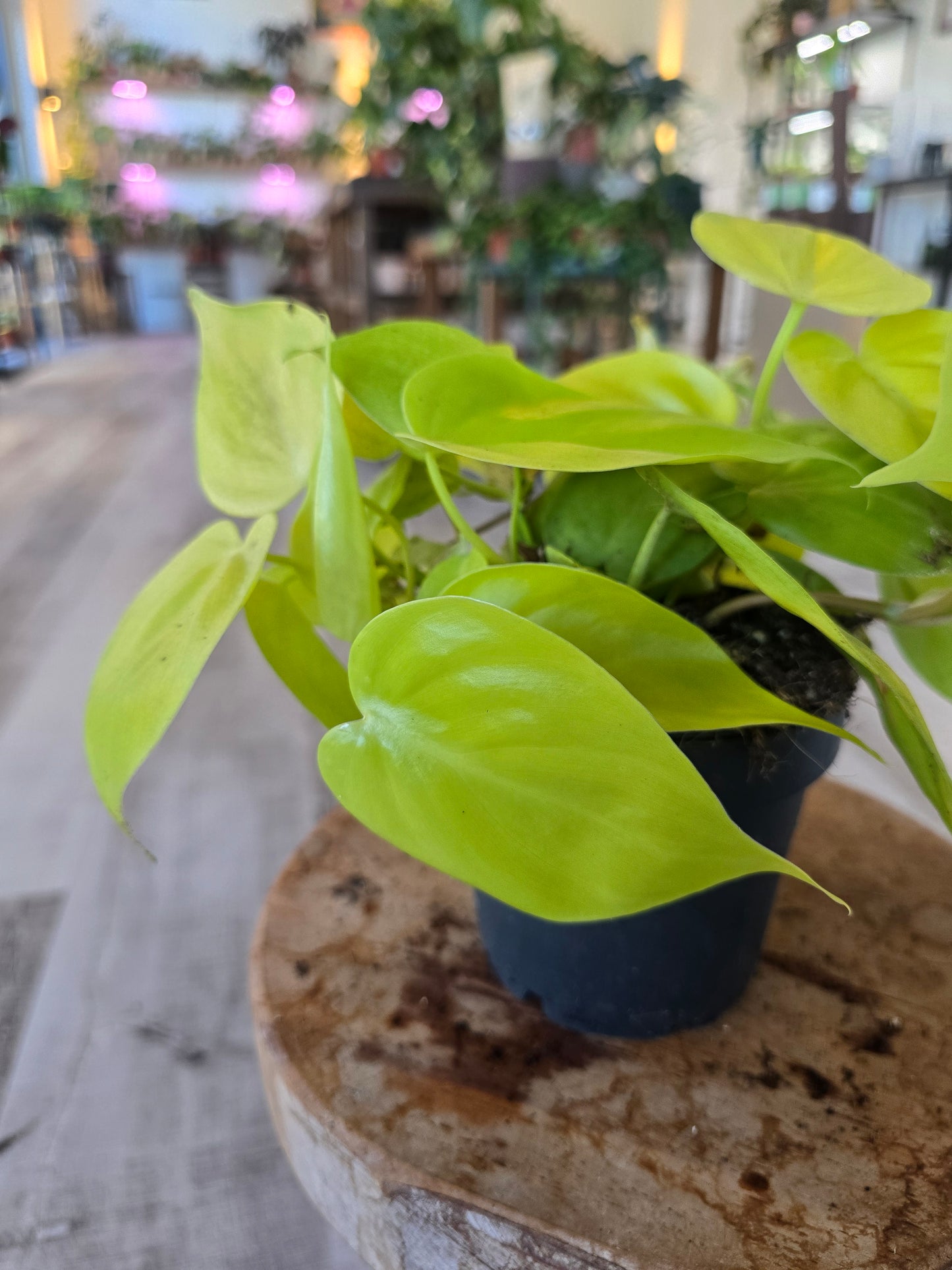 Philodendron scandens 'Lime'