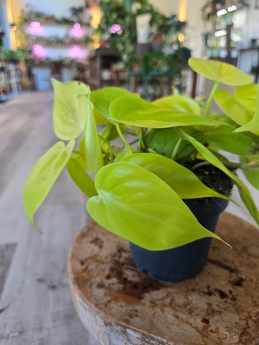 Philodendron scandens 'Lime'