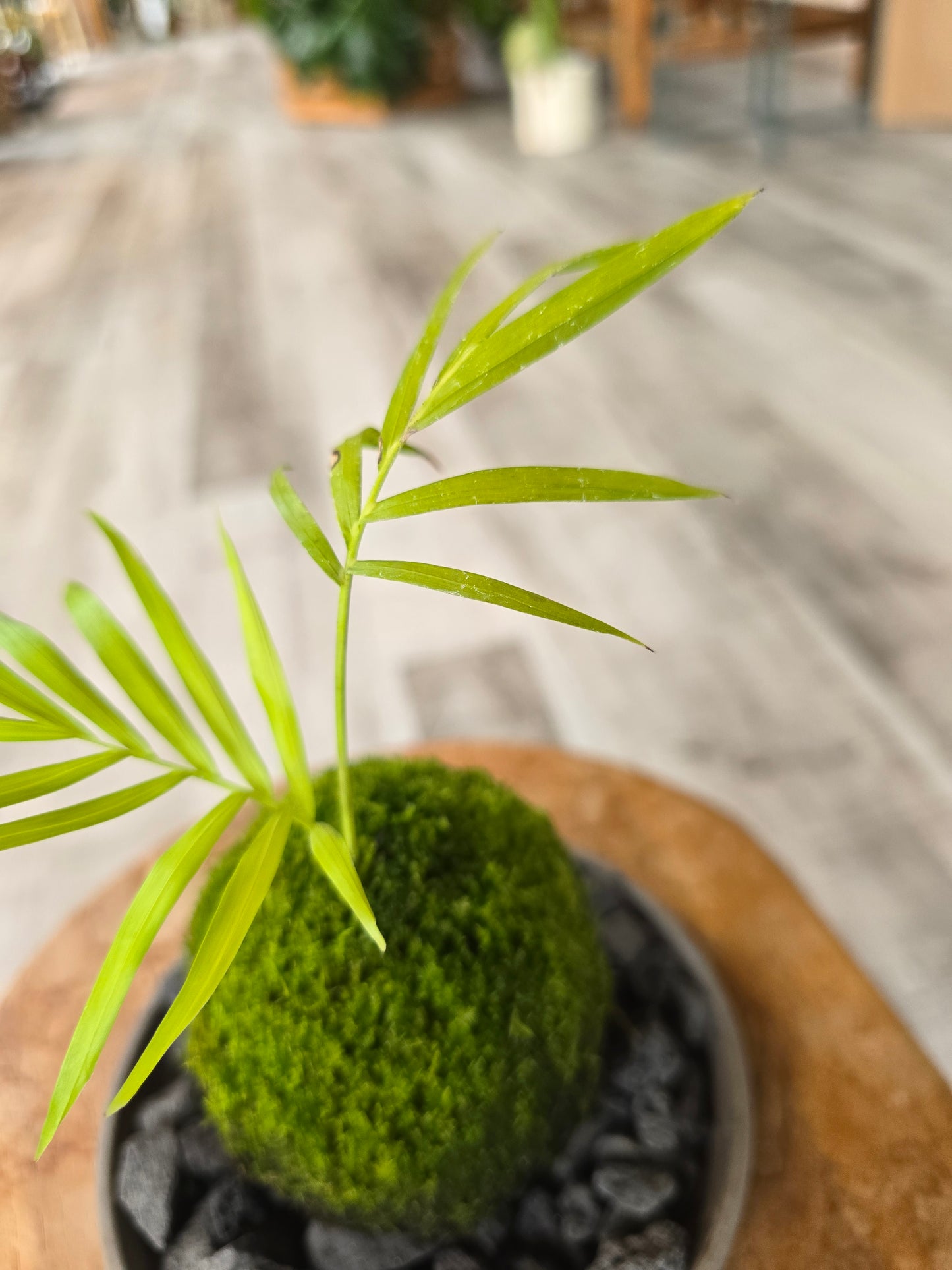 Parlor Palm (Chamaedorea elegans) Kokedama