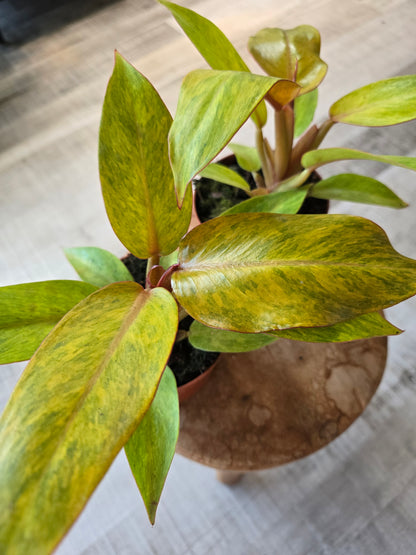 Philodendron Orange Marmalade