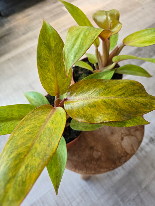 Philodendron Orange Marmalade