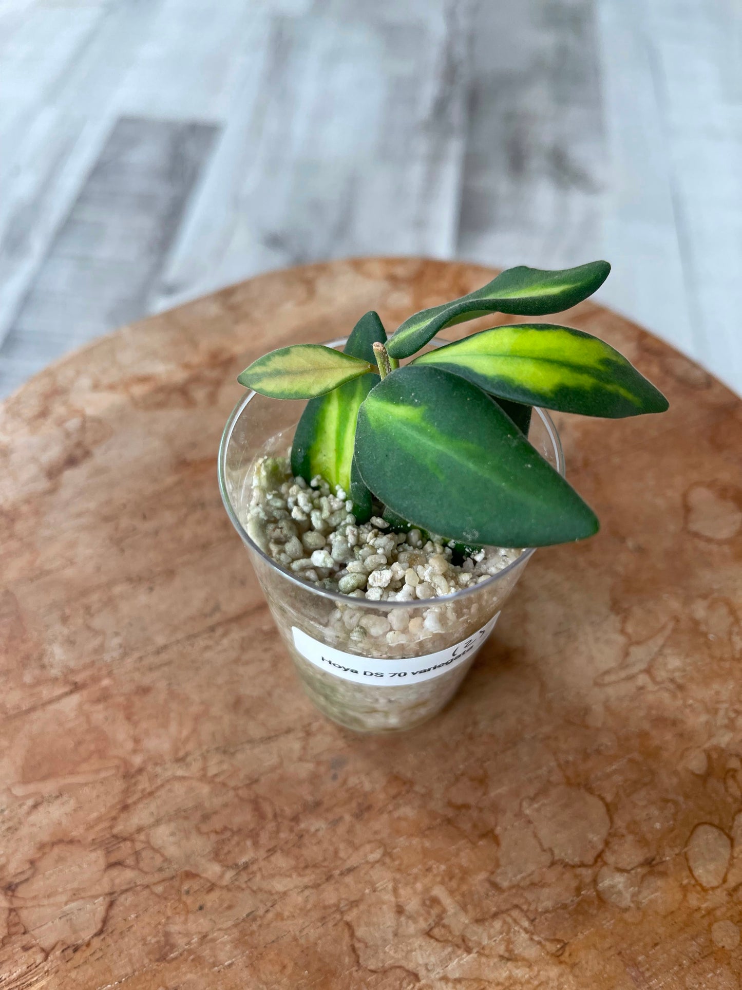 Hoya DS 70 variegata (JP)