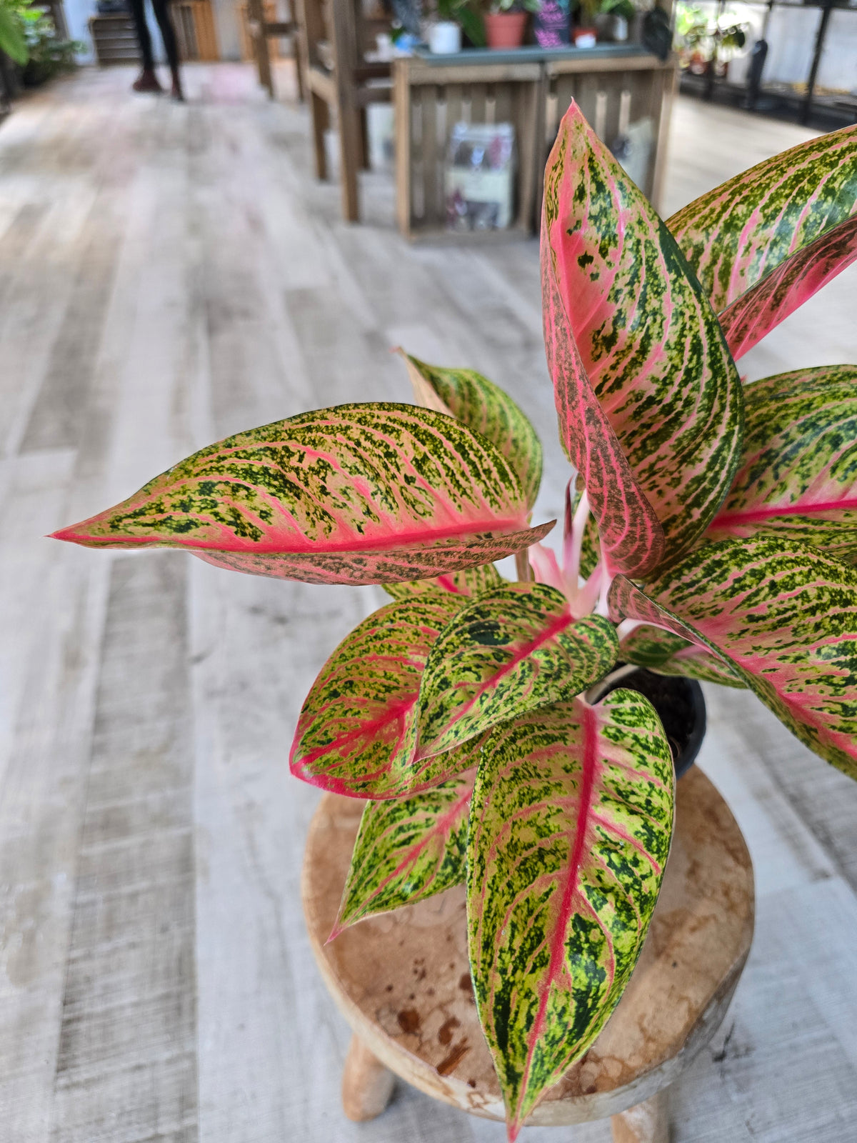 Aglaonema Grand Poppy