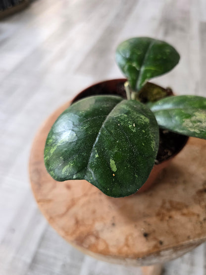 Hoya deykeae