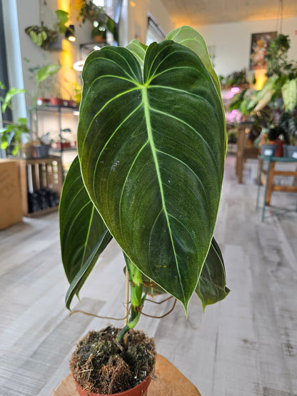 Philodendron Melanochrysum