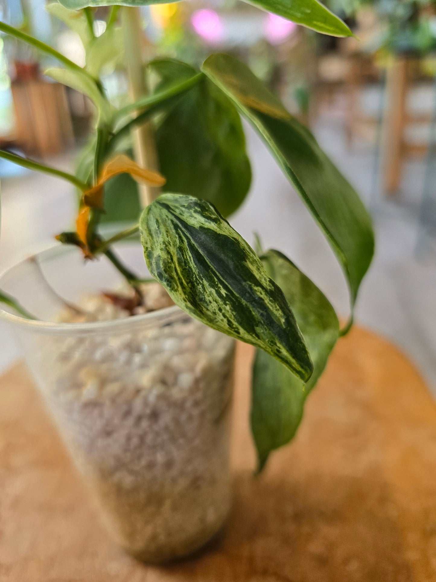 Philodendron hederaceum oxycardium variegata (JP)