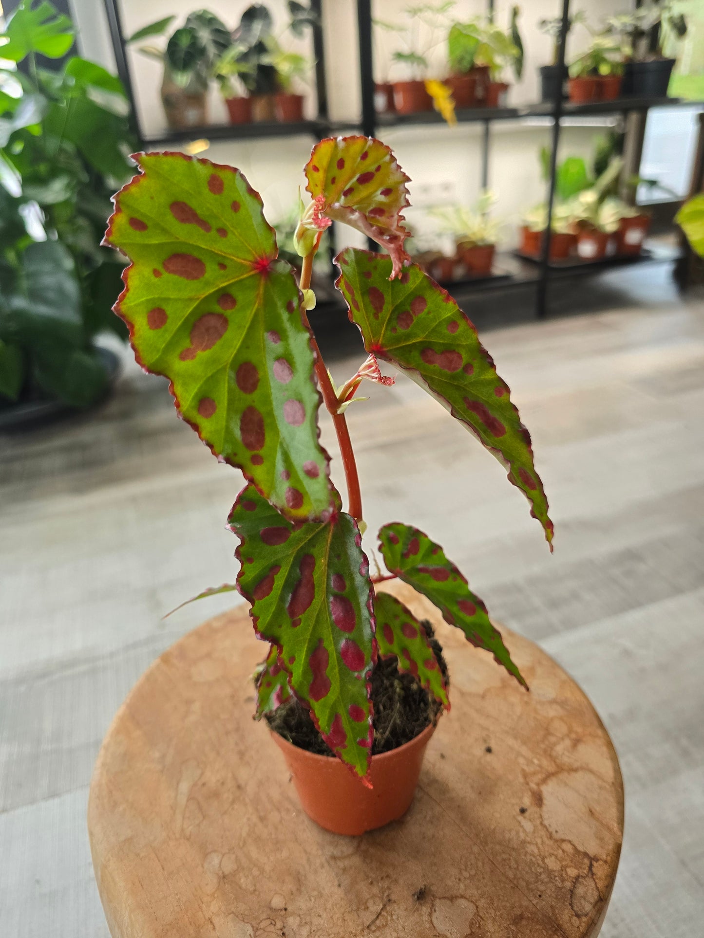 Begonia Pink Dottie