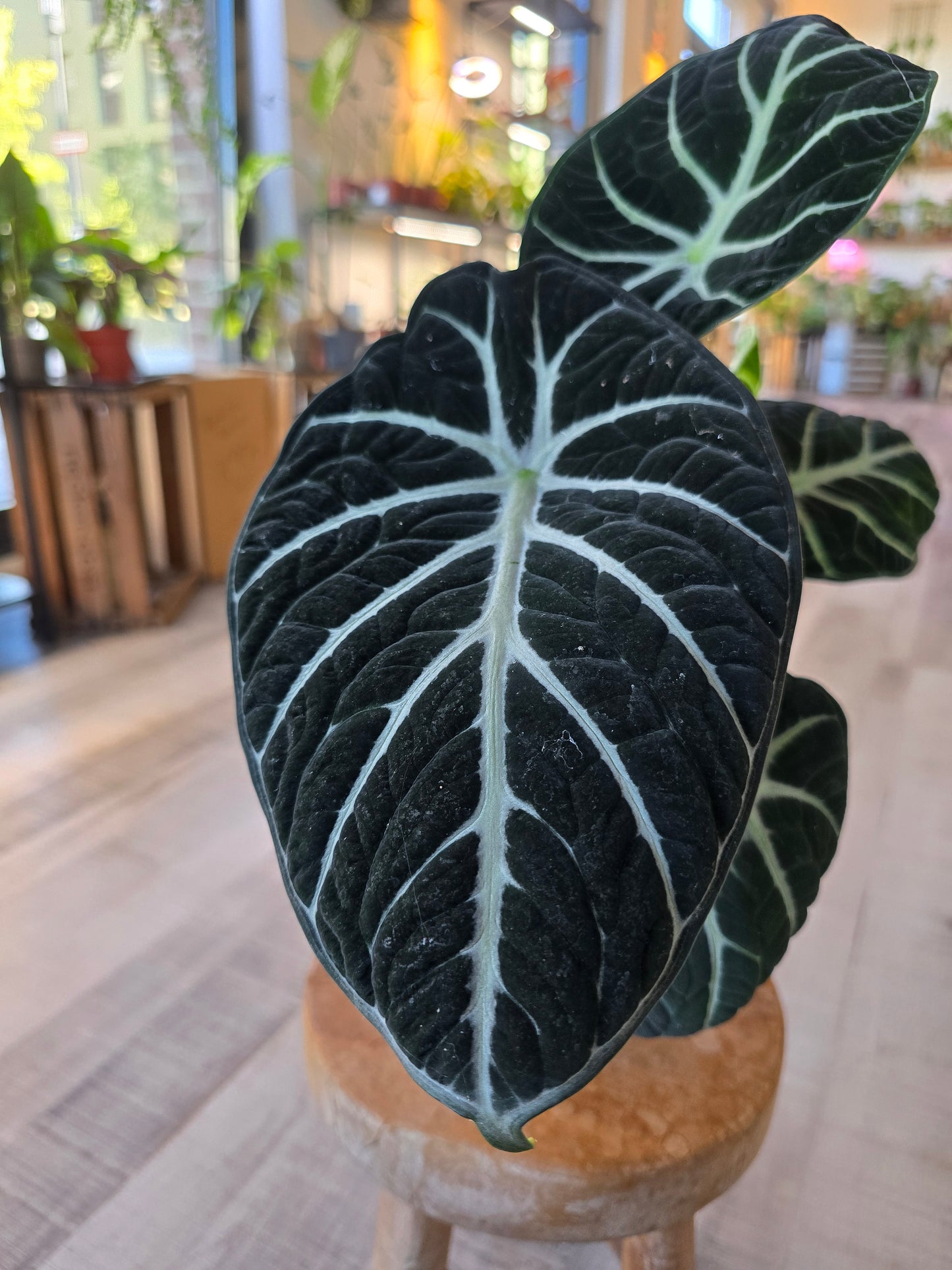 Alocasia reginula Ninja
