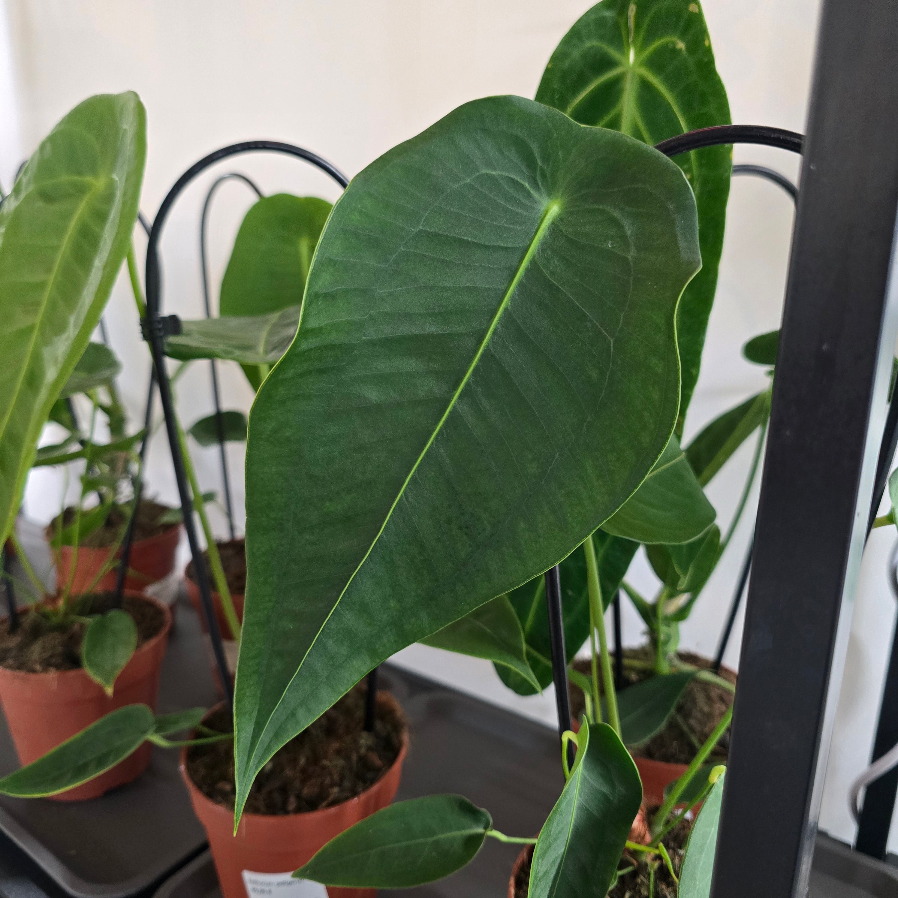Anthurium Peltigerum – Blattmanufaktur