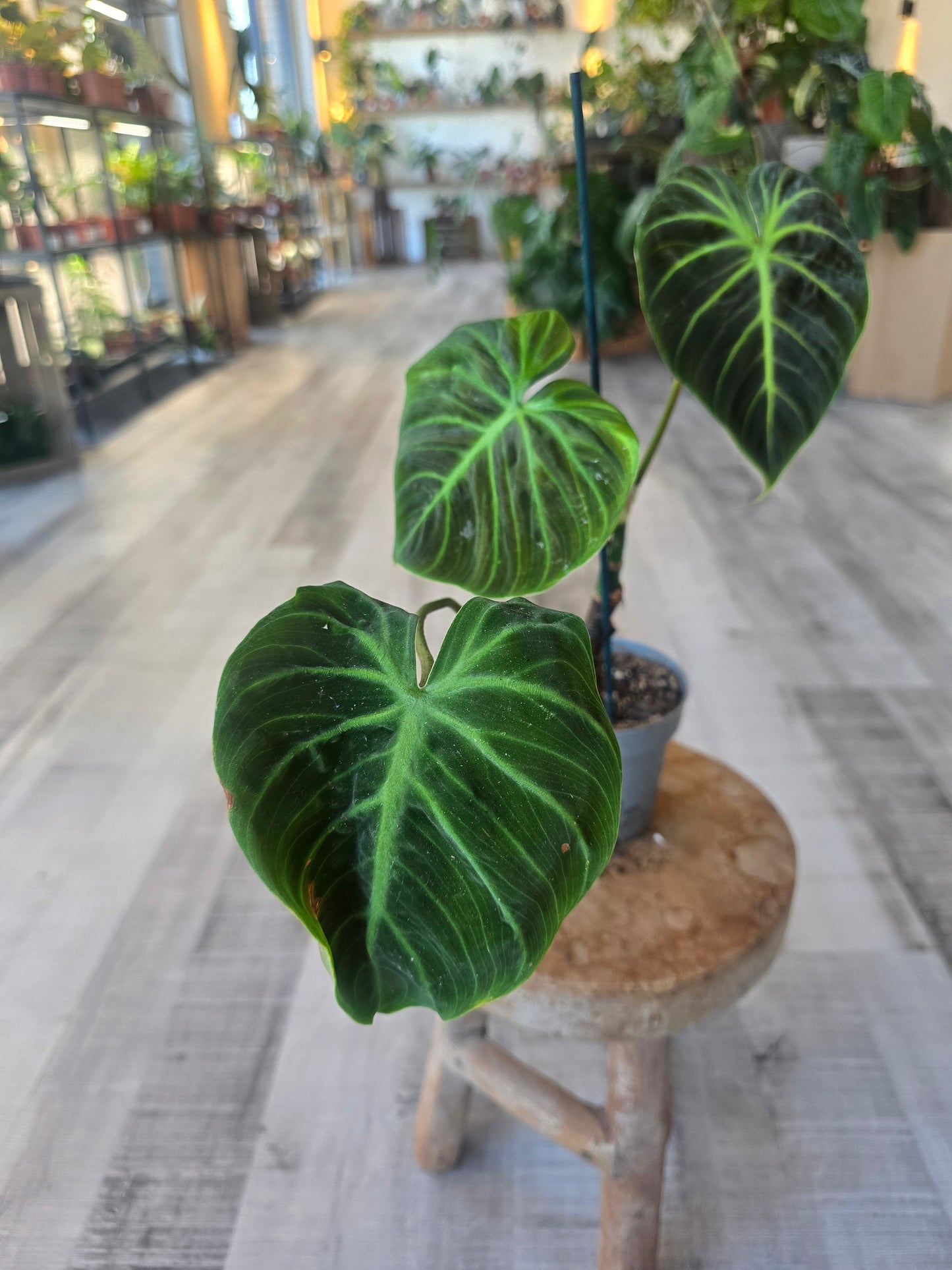 Philodendron El Choco Red (SC6)