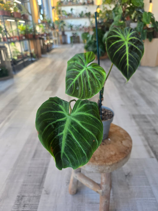 Philodendron El Choco Red (SC6)