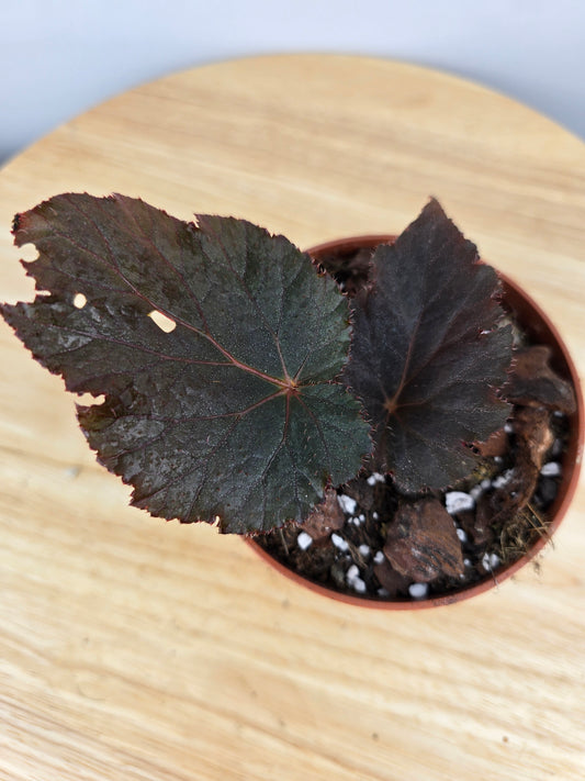 Begonia Taconite (JP)