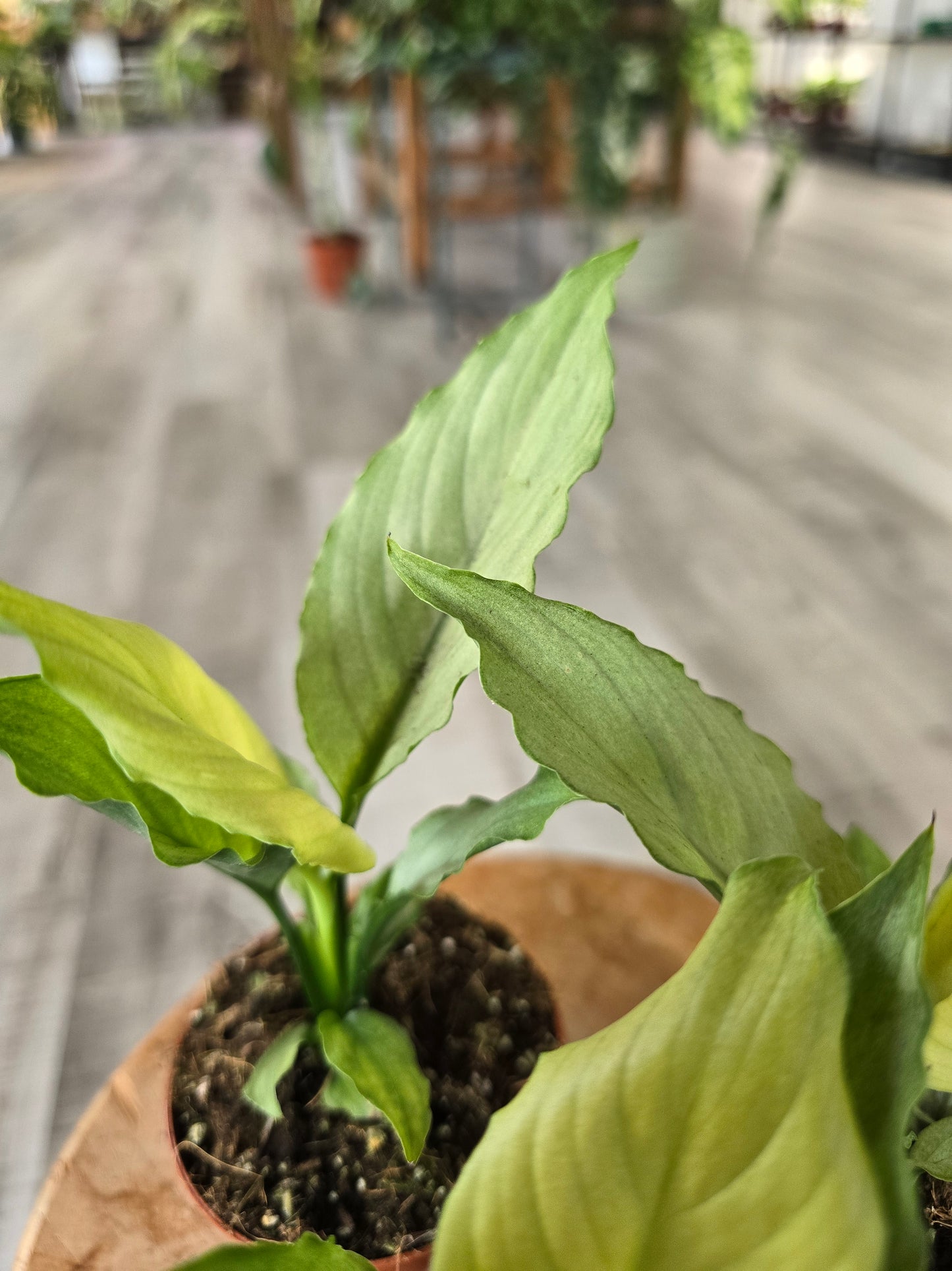 Spathiphyllum Blue Ice