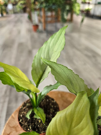 Spathiphyllum Blue Ice
