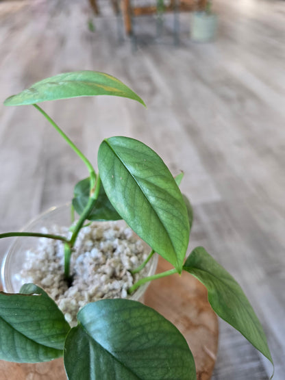 Epipremnum Cebu Blue (RC)