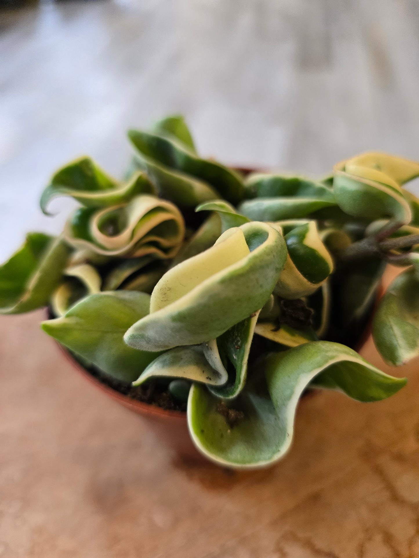 Hoya carnosa Compacta 'variegata'