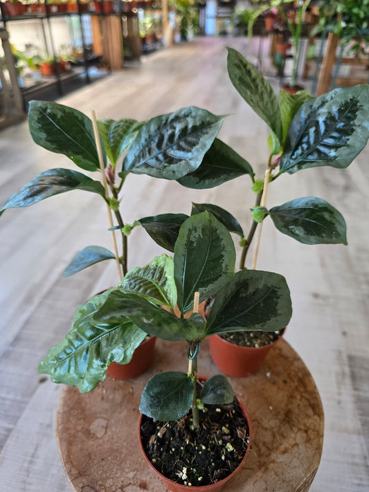 Elatostema vittatum