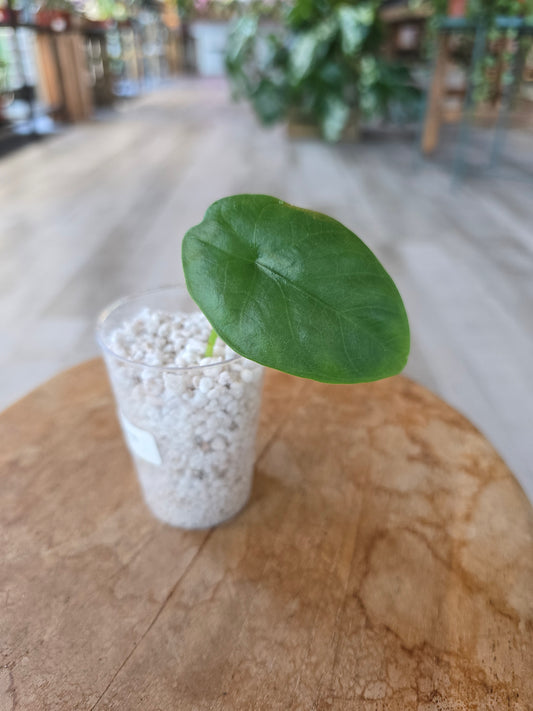 Alocasia Lukiwan (JP)