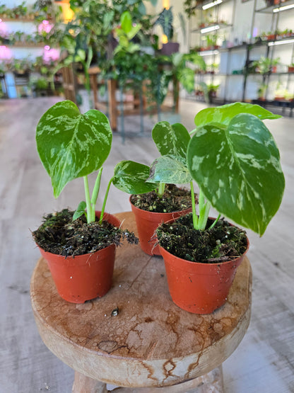 Monstera Bulbasaur