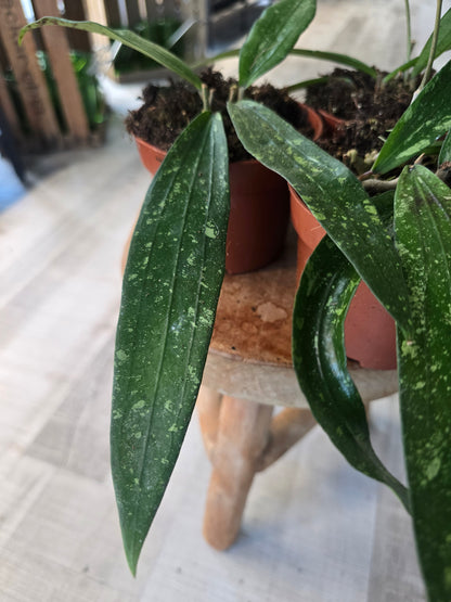 Hoya Rindu Rafflesia