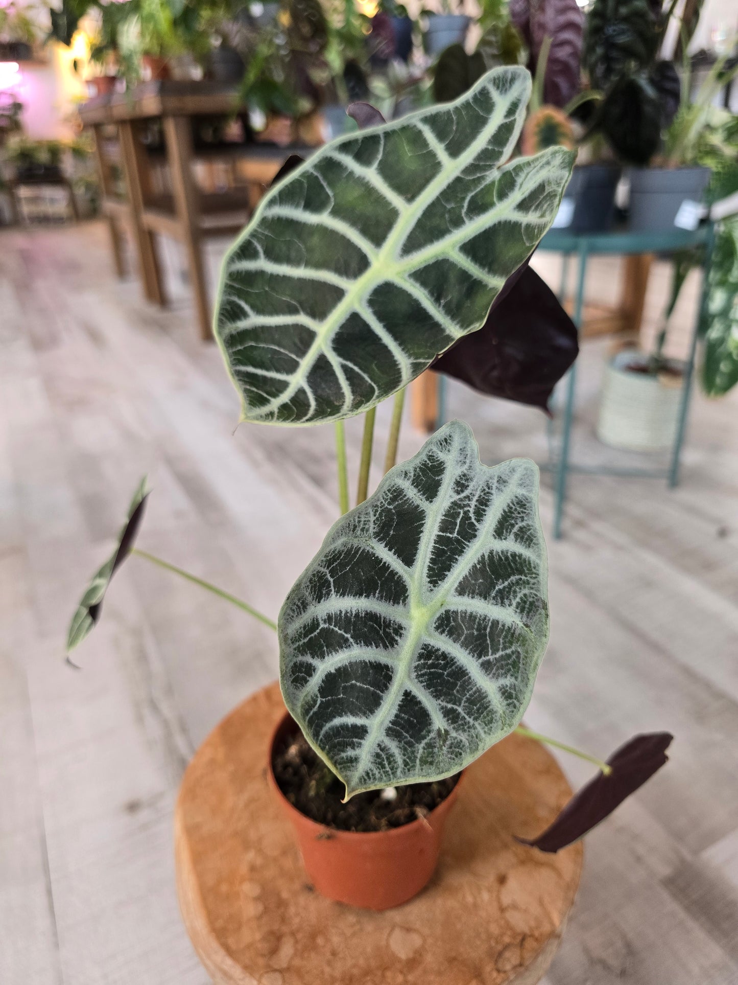 Alocasia Watsoniana 'Lightning'