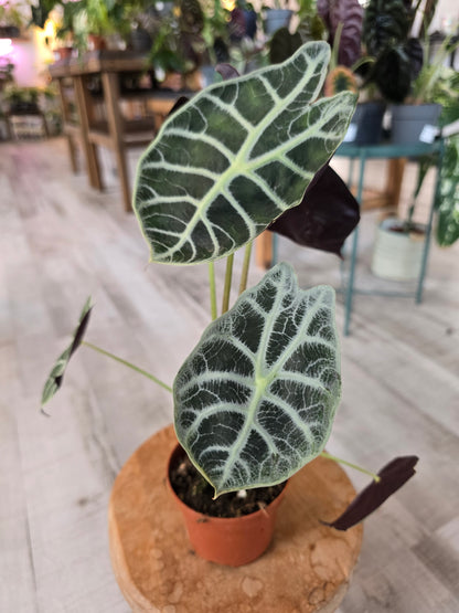 Alocasia Watsoniana 'Lightning'