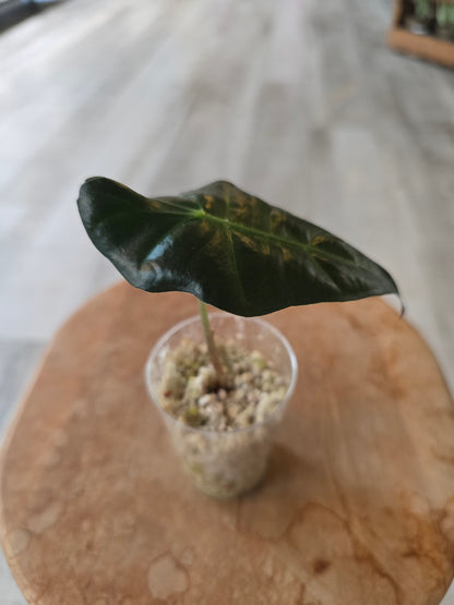 Alocasia Polly (JP)