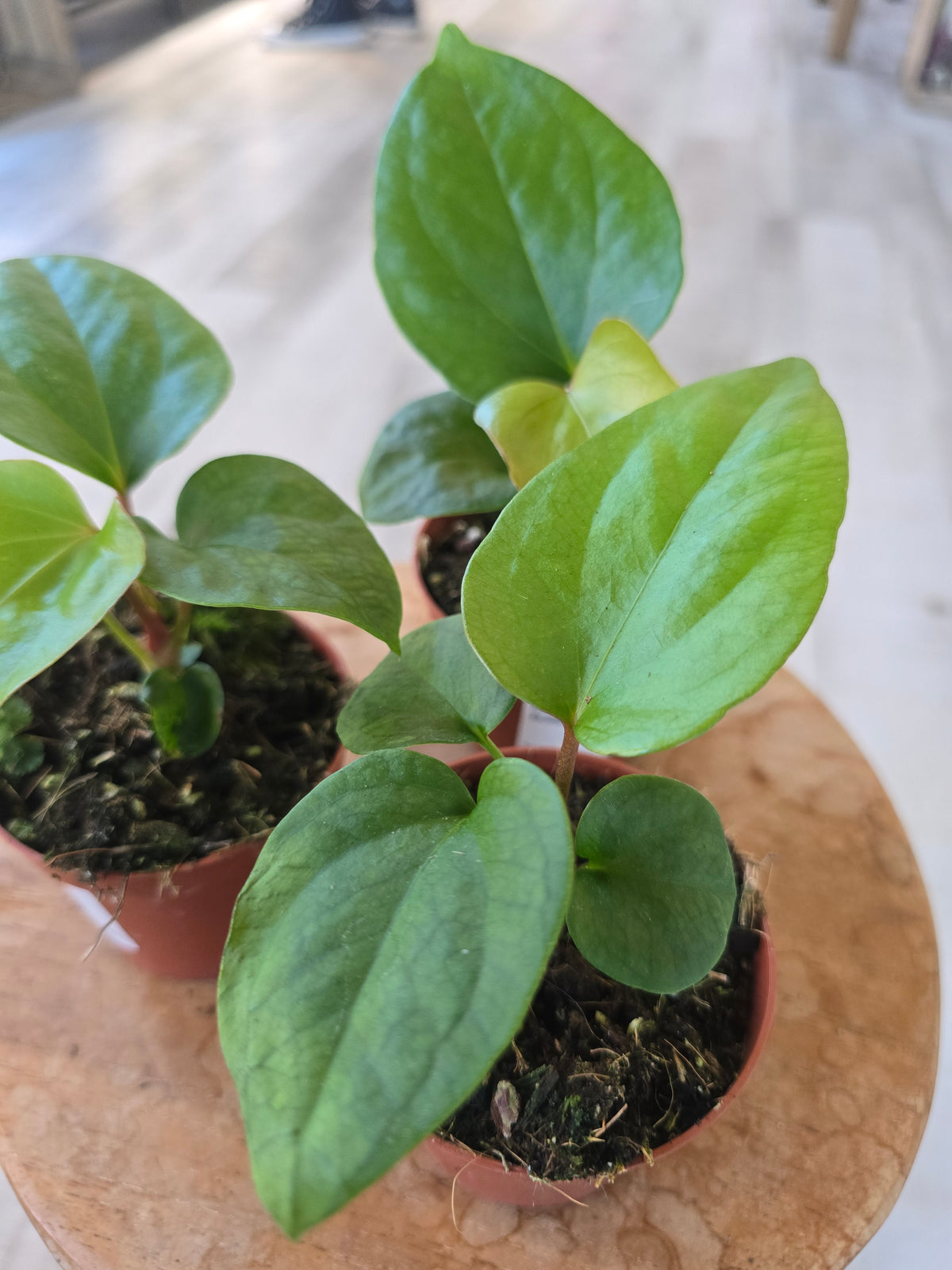 Anthurium Pinkleyi