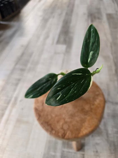 Monstera standleyana (Philodendron Cobra) (RC)