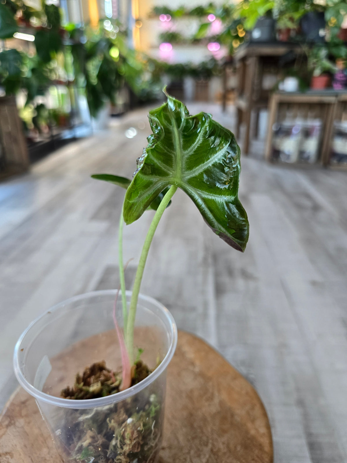 Alocasia Loco (JP)