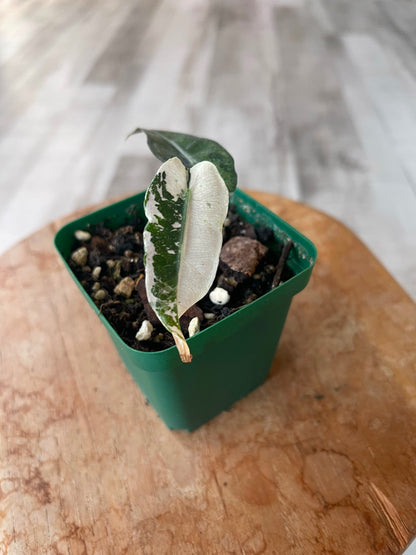 Alocasia Polly Pink variegata (JP)
