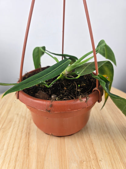 Anthurium pallidiflorum (SC)