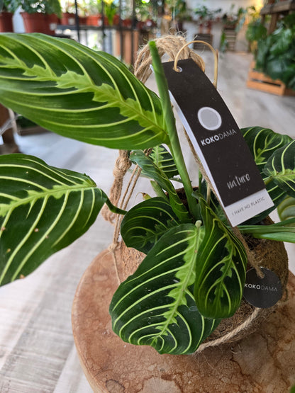 Maranta leuconeura 'Lemon Lime'