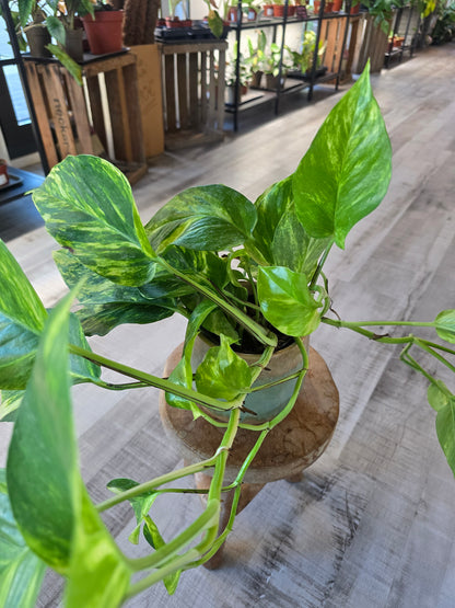 Epipremnum aureum