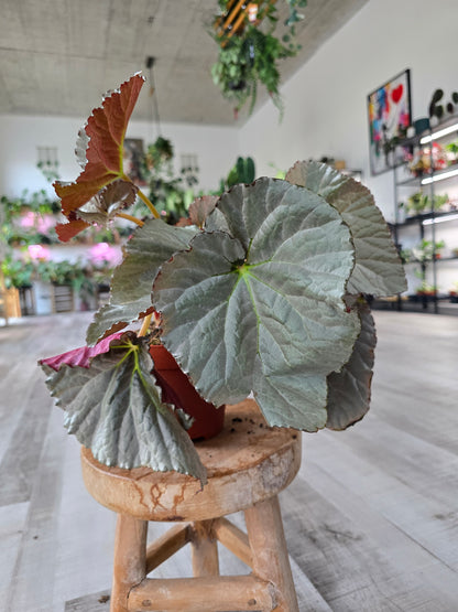 Begonia 'Grey Earl'