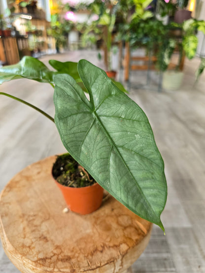 Alocasia Heterophylla 'Corazon'