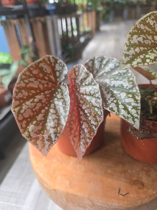 Begonia Snow Capped